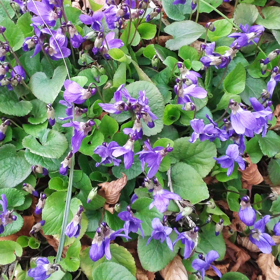 Odolné přebytky ze zahrady - 6