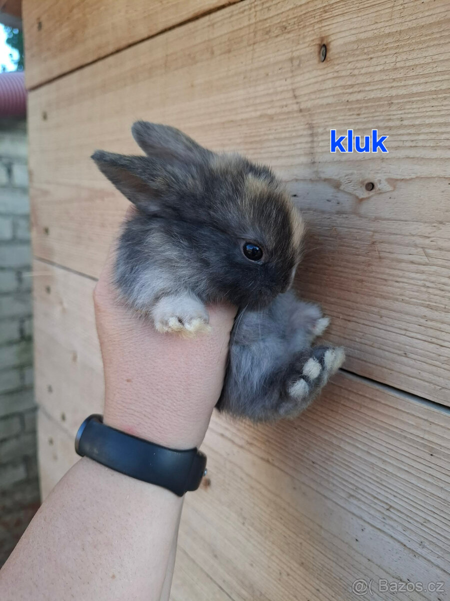 Zakrslý králík - beránek - 6