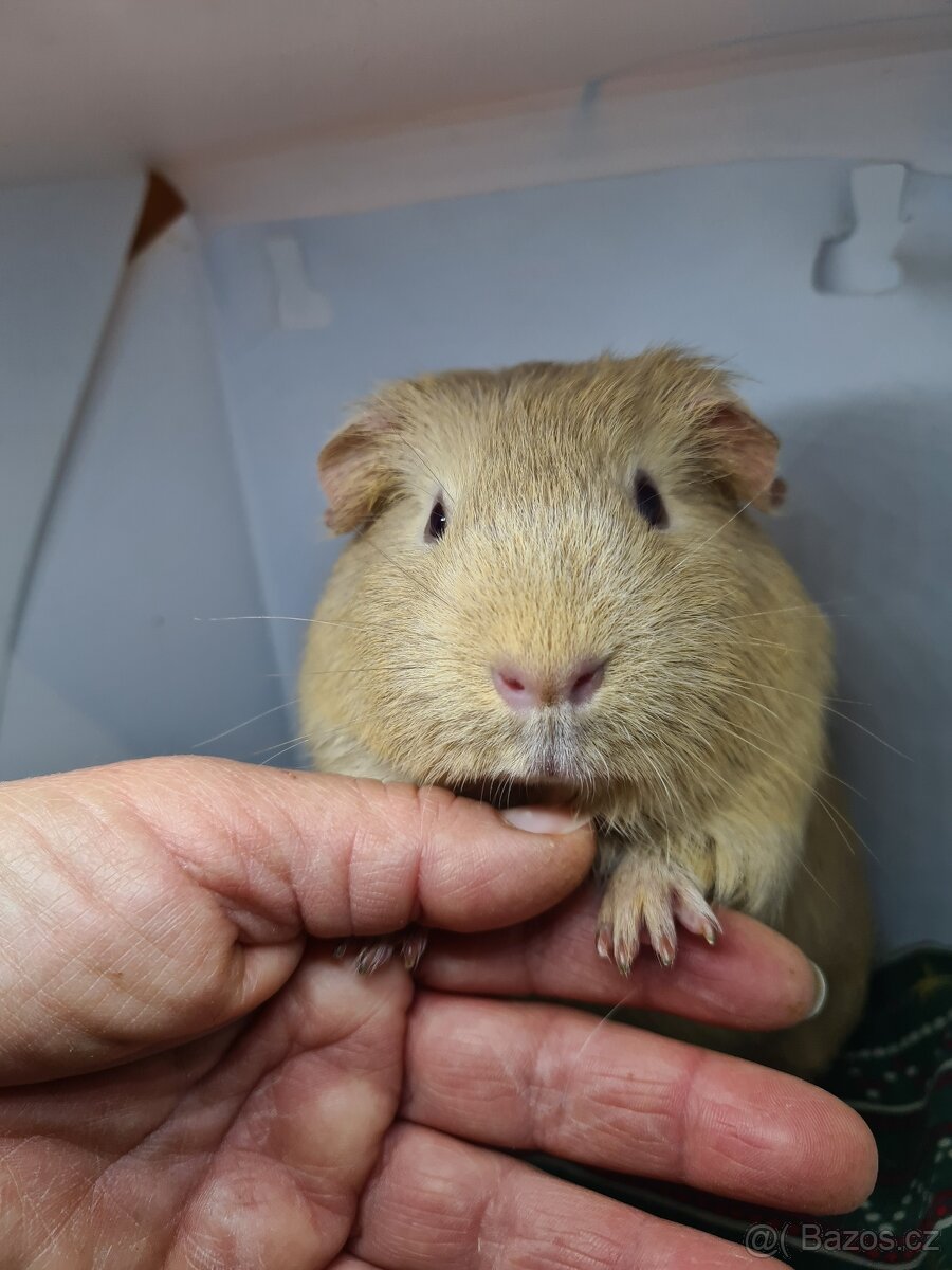 Morčata - 2 holky - 3 měsíce a rok - 6