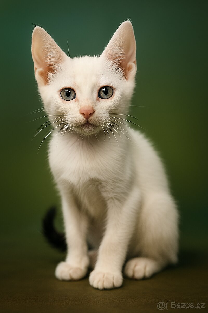 Koťata Kotátka - 2 měsíční (+ mámy) - 6