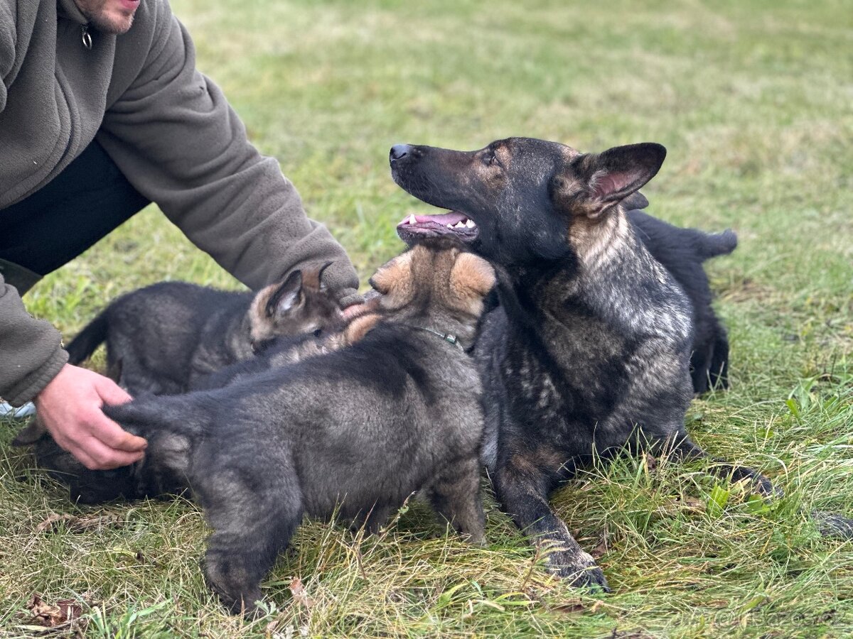 Německý ovčák - štěňátka s PP - 6