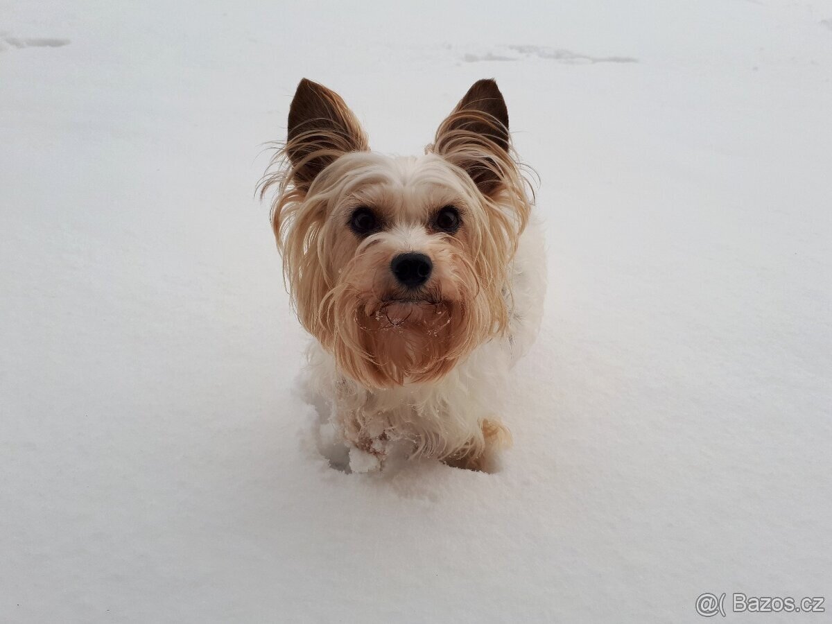 Biewer jorkšírský teriér krytí, připuštění - 6