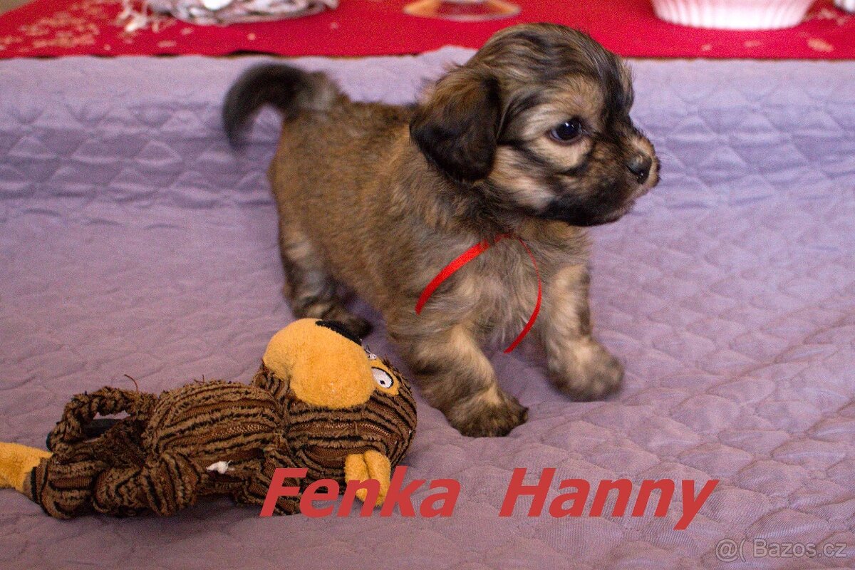 Havanský psík s PP - 6