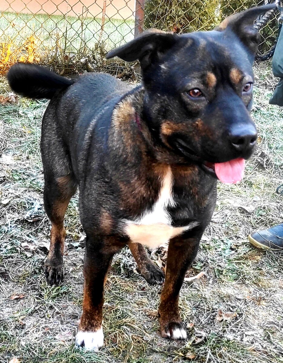 Medvídek Archie hledá domov - 6