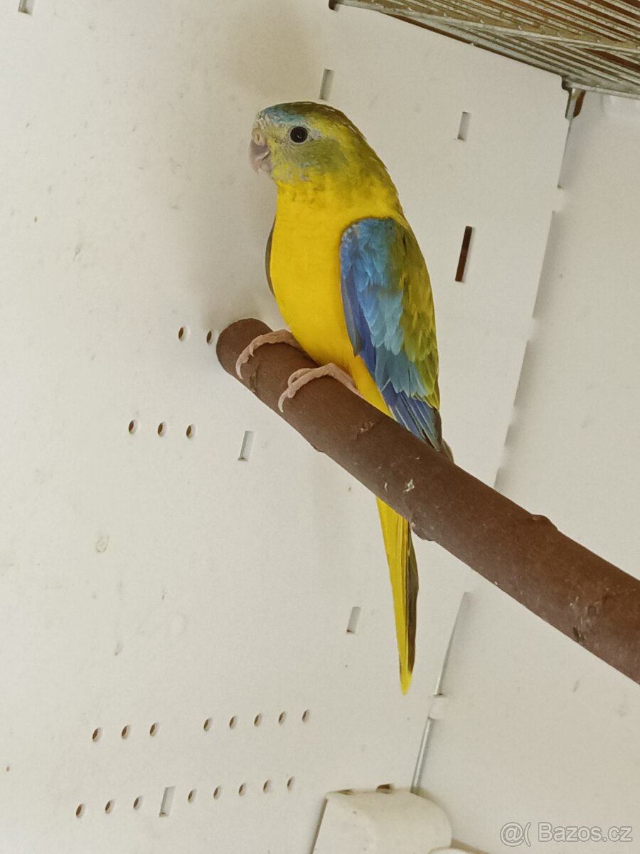 Neoféma tyrkysová - 6