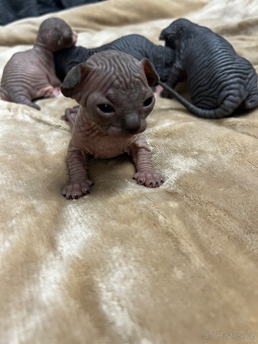 Kanadský sphynx - 6