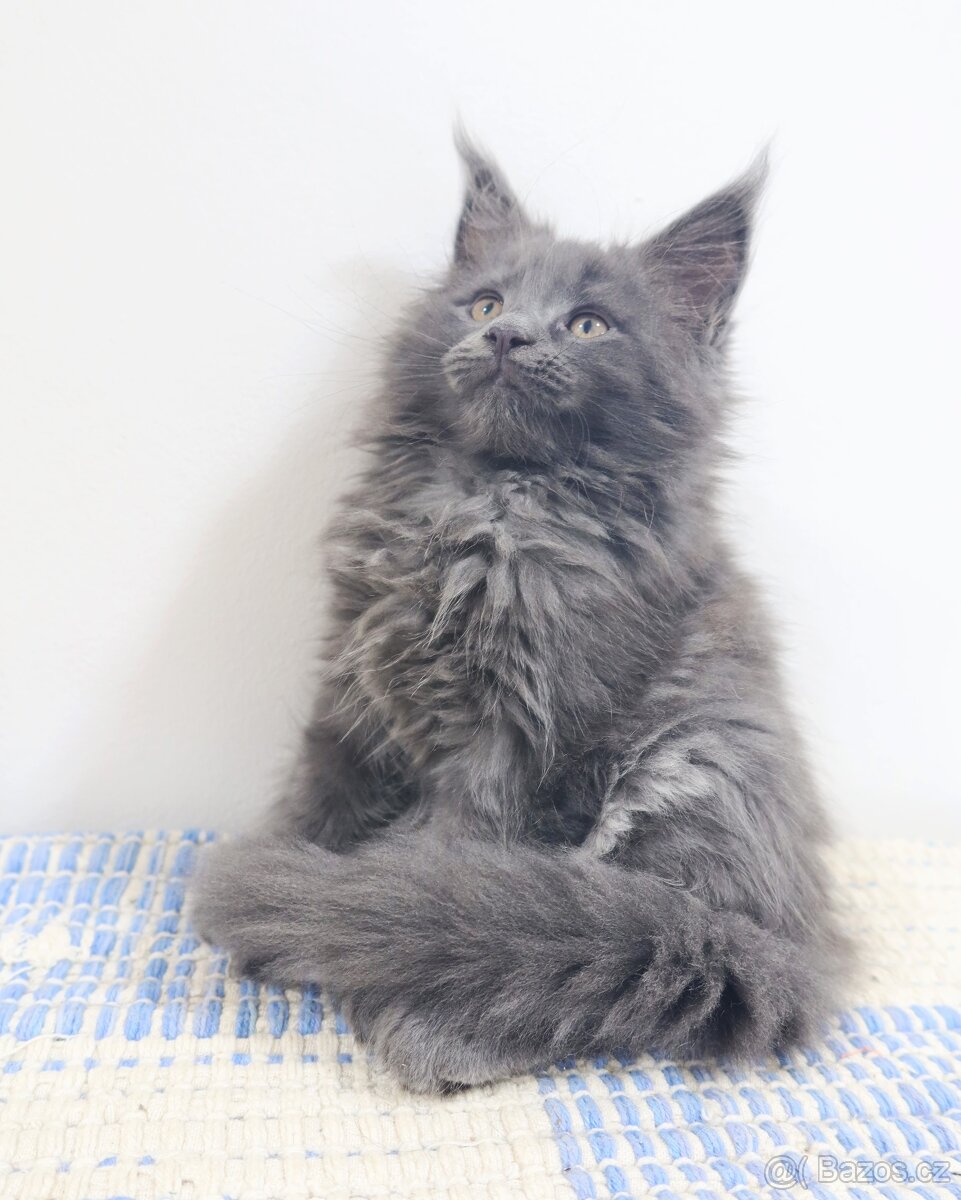 Mainská mývalí, koťata - 6