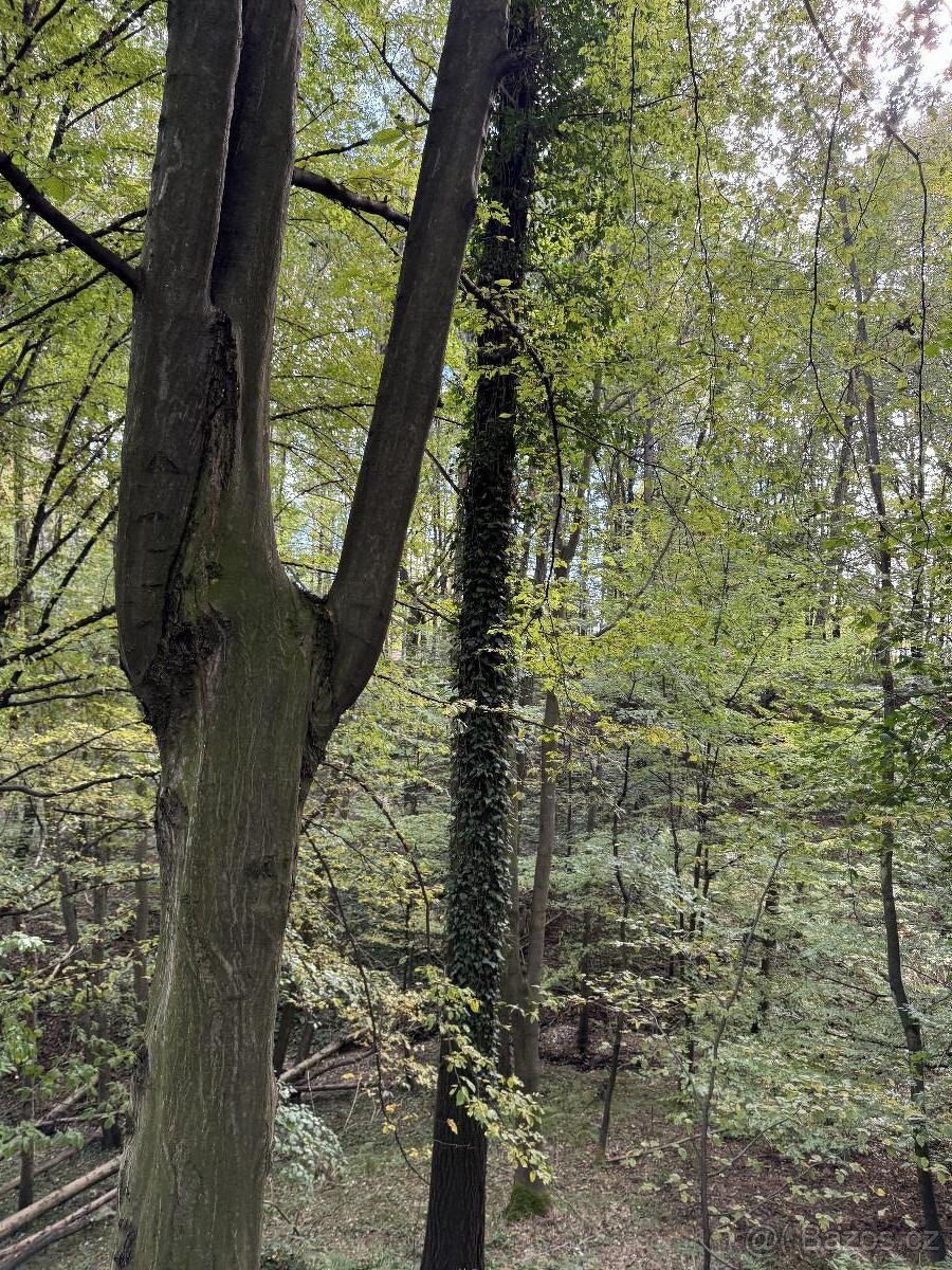 Prodám lesní pozemek v k.ú. Záblatí u Bohumína, p.č. 1454/28 - 6