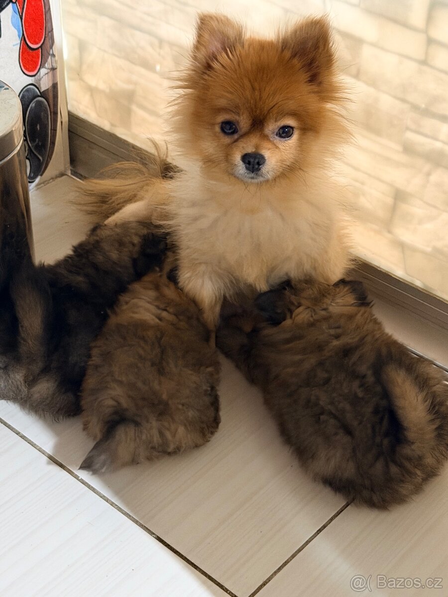 Pomerian mini - 6