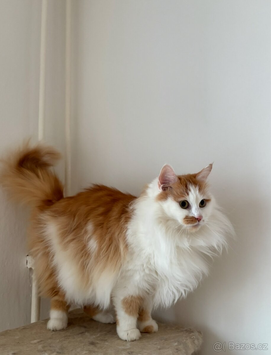 Kočky typu Mainské mývalí bez PP - 6