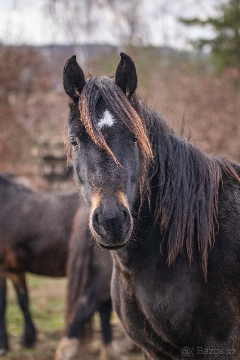 REZERVACE- Welsh Cob klisna 3 roky - 6