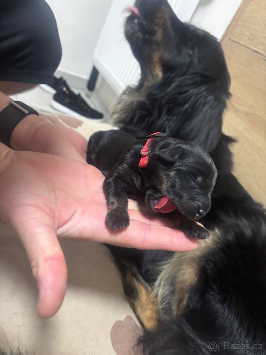 Štěnata Hovawart s PP - 6