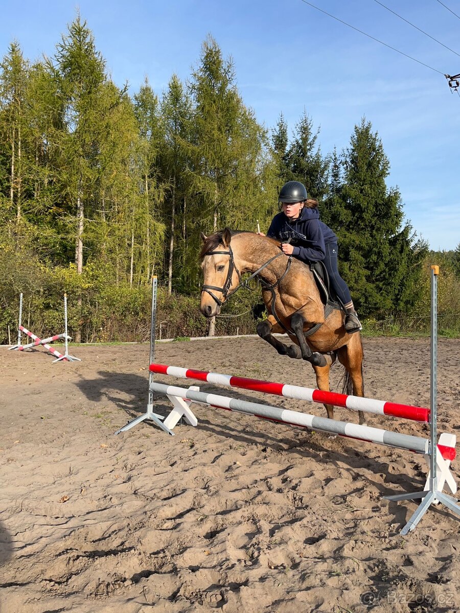 Hřebec/valach ČSP Pony dvouletý červený plavák - 6