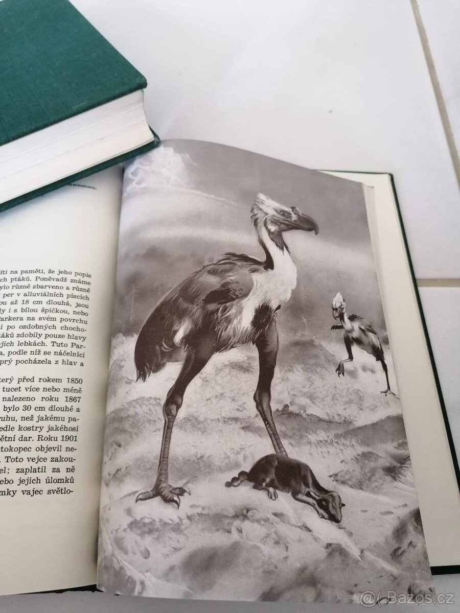 Augusta Josef - Divy prasvěta - 6