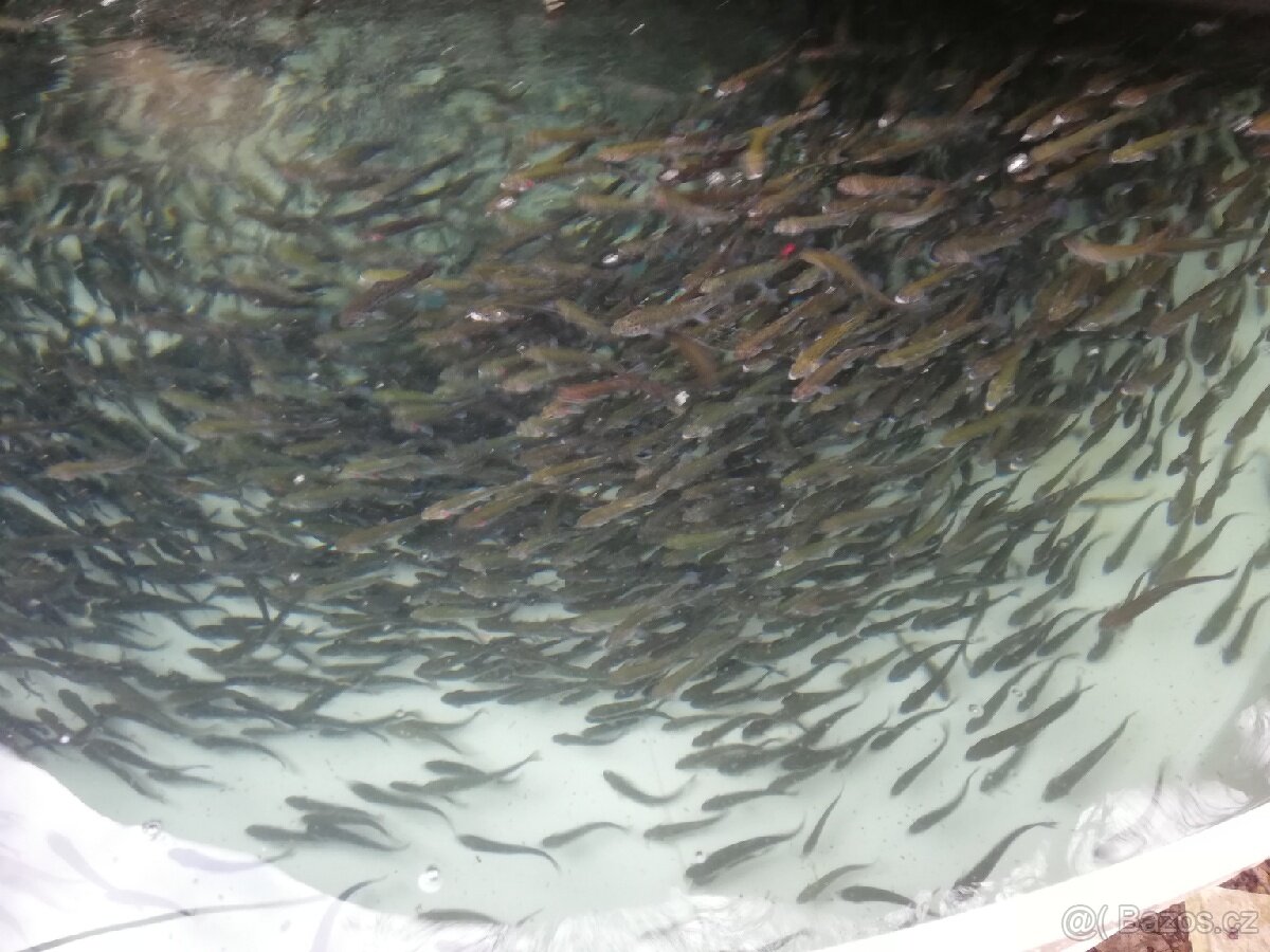 Nasada Pstruh duhový - 6