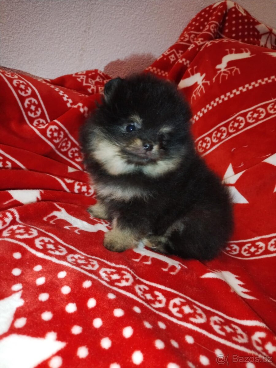 TOP pomeranian LEOPARD a ČERNÝ, fenečka a pejsek - 6