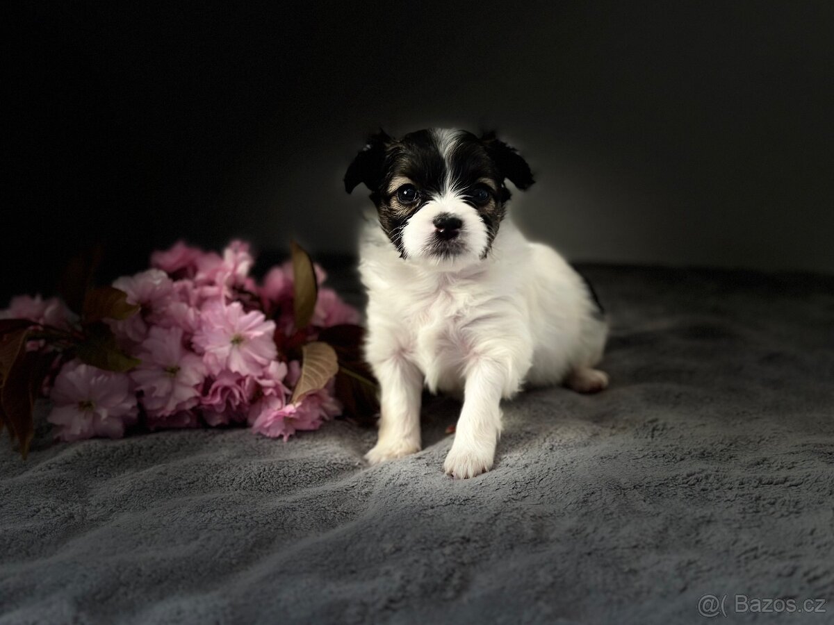 Papillon s PP - 6