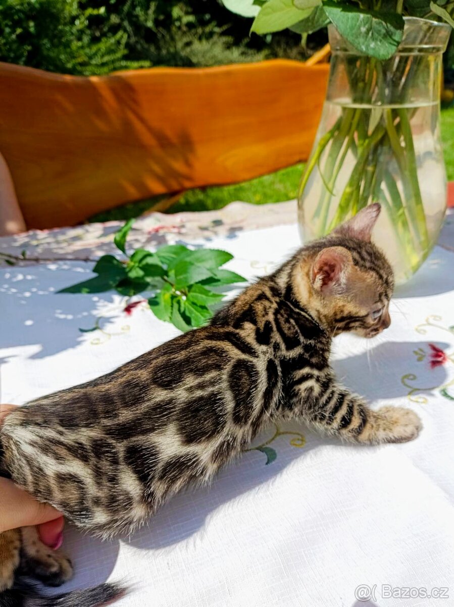 Předběžná Rezervace luxusní Bengálská koťáta s PP - 6