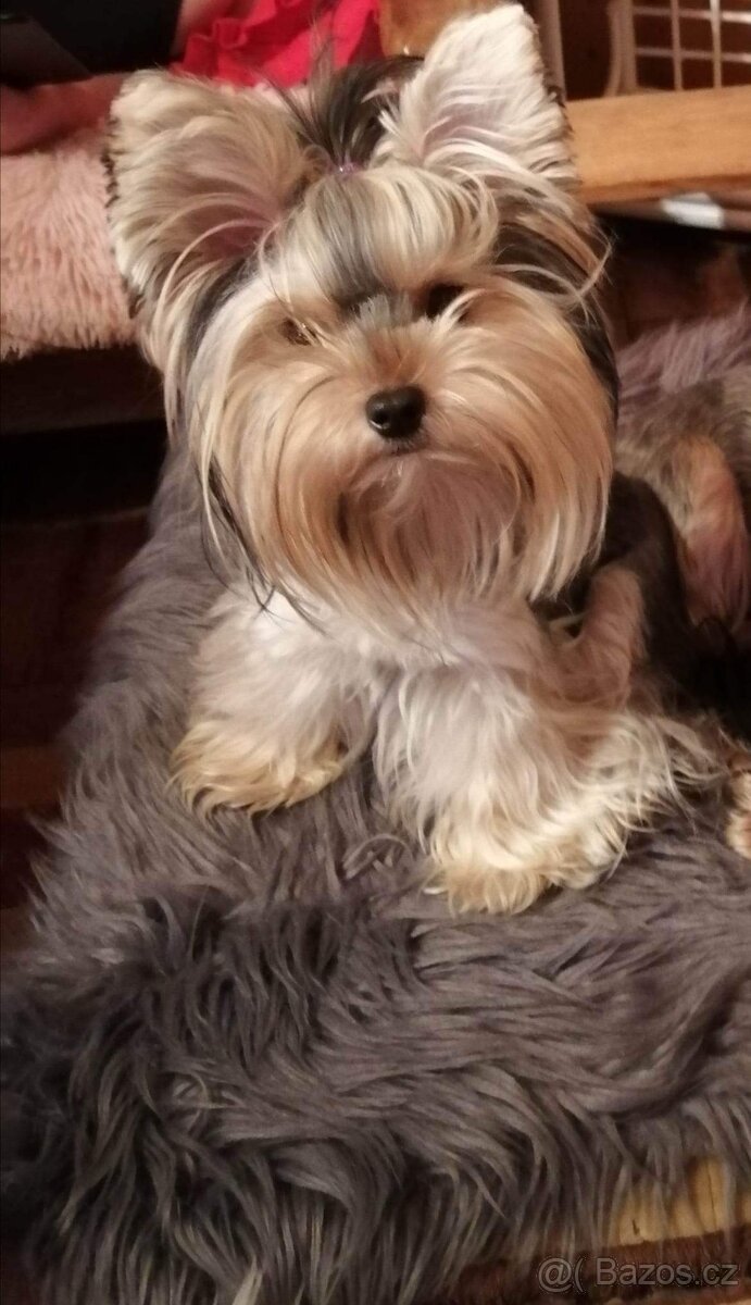 Jorkširsky teriér - 6