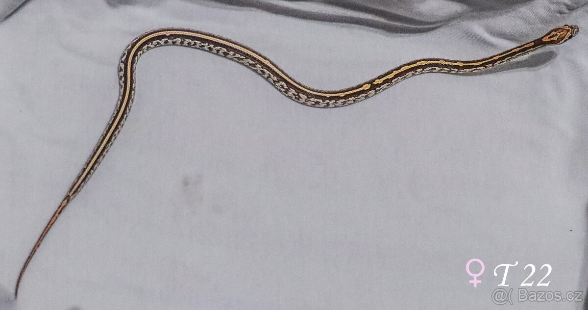 Užovka červená - mláďata - 6