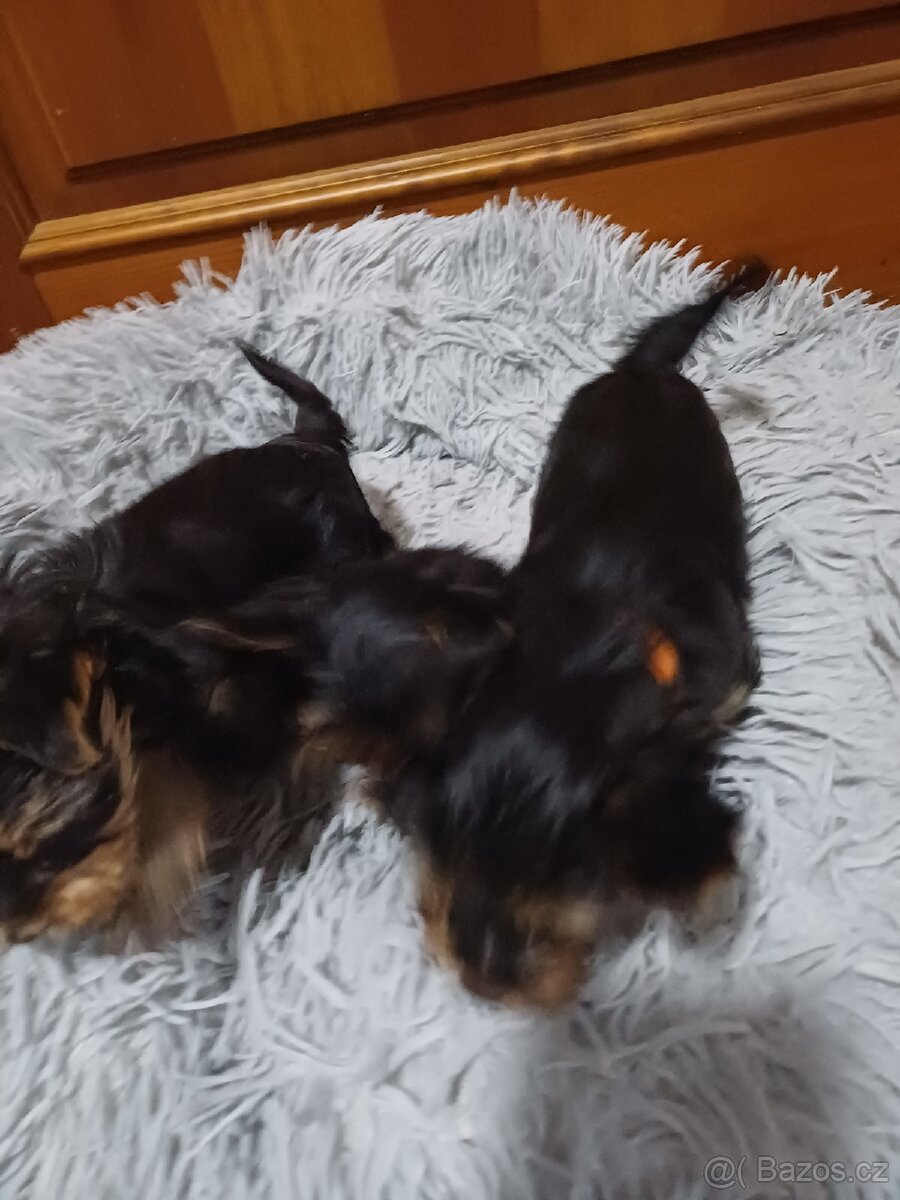 Jorkšírský terier - 6