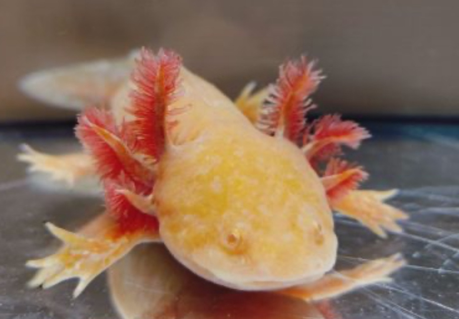 Axolotl mexický - 6