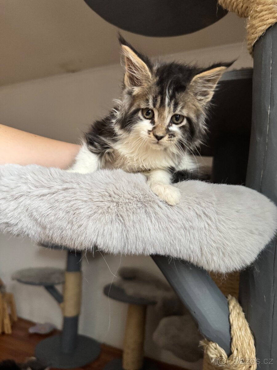 Mainská mývalí koťata s PP - 6