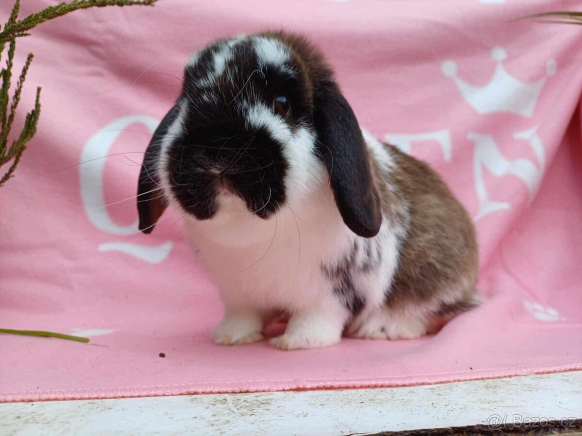 Tipový Sameček Zakrslý Beránek MiniLop - 6