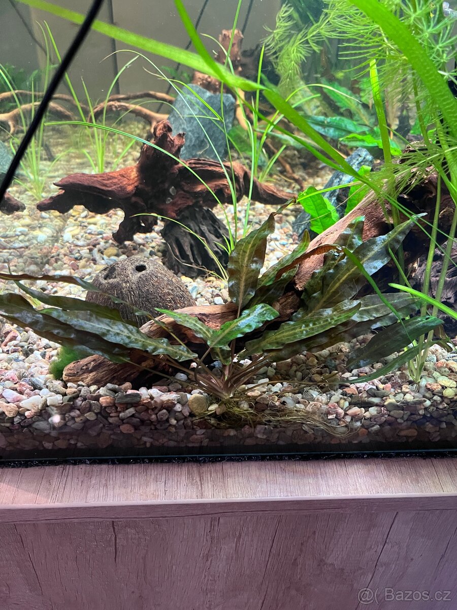 Cryptocoryne Affinis-Kryptokoryna Červená: akvarijní kytky - 6