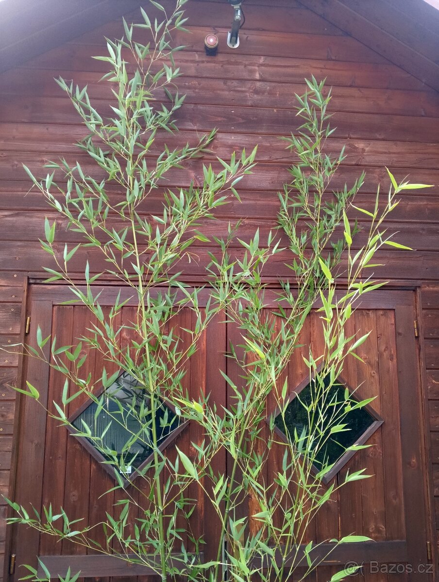 Mrazuvzdorný bambus - 6