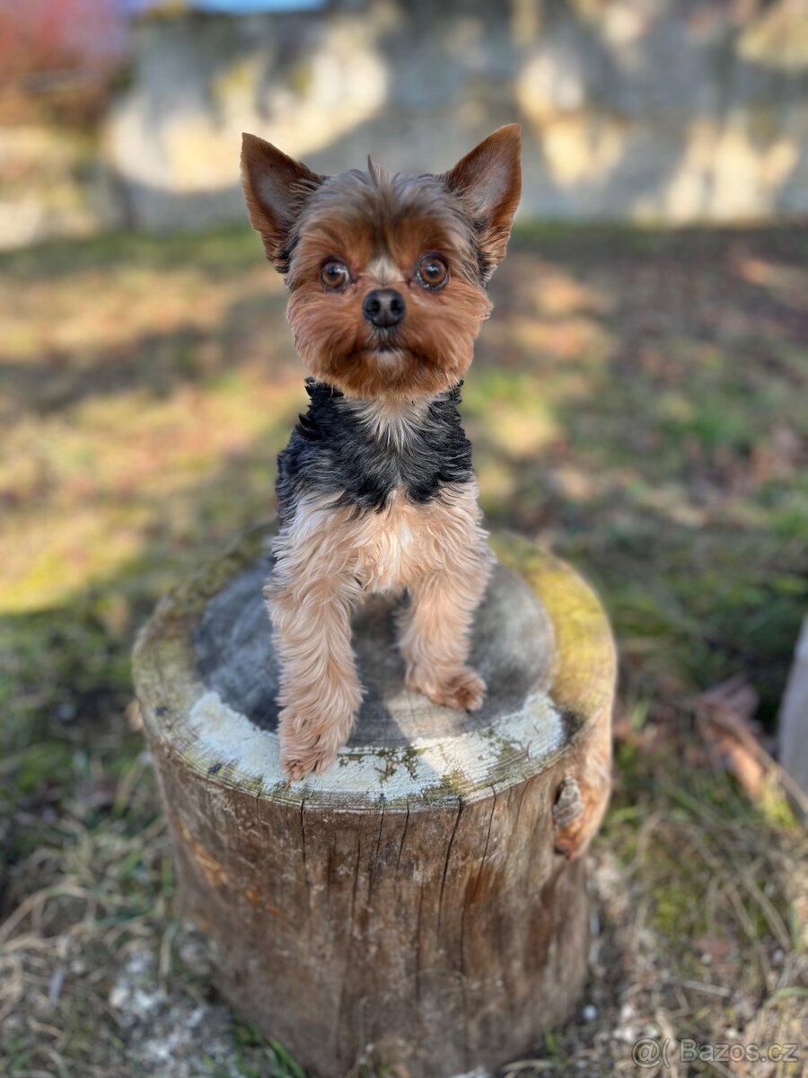 Jorkšírek Maxík- 3 roky - 6