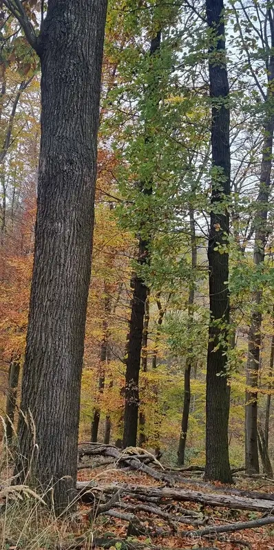 Prodej lesa 6255 m² Žlutava - 6