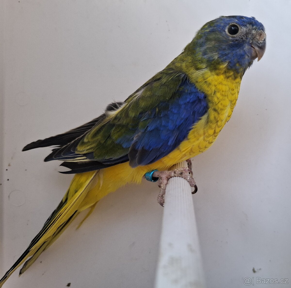 Neoféma tyrkysová žltobruchá - 6