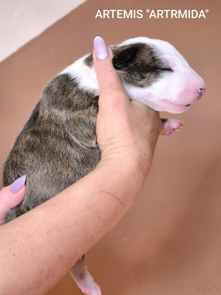 Anglický Bulteriér - 6