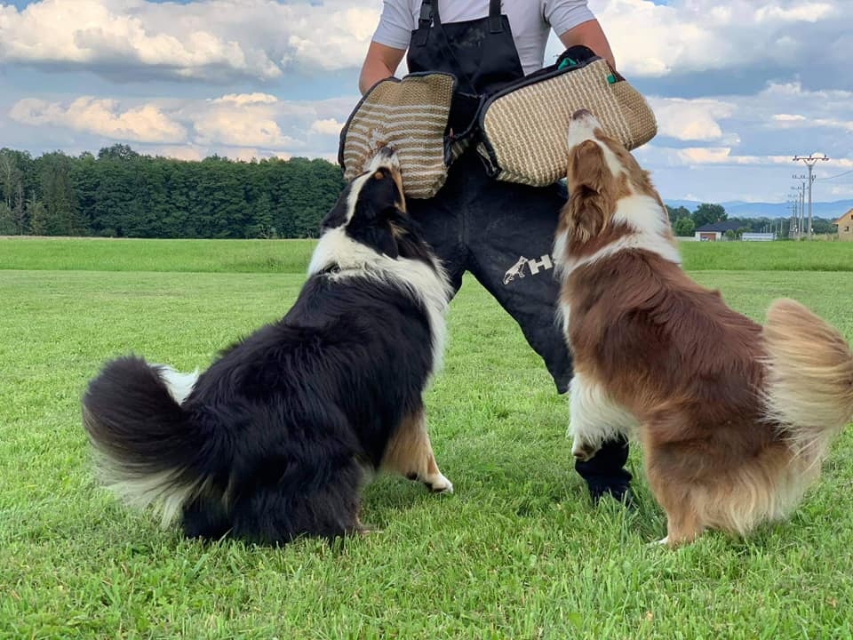 Australský ovčák -štěňátka s PP - 6