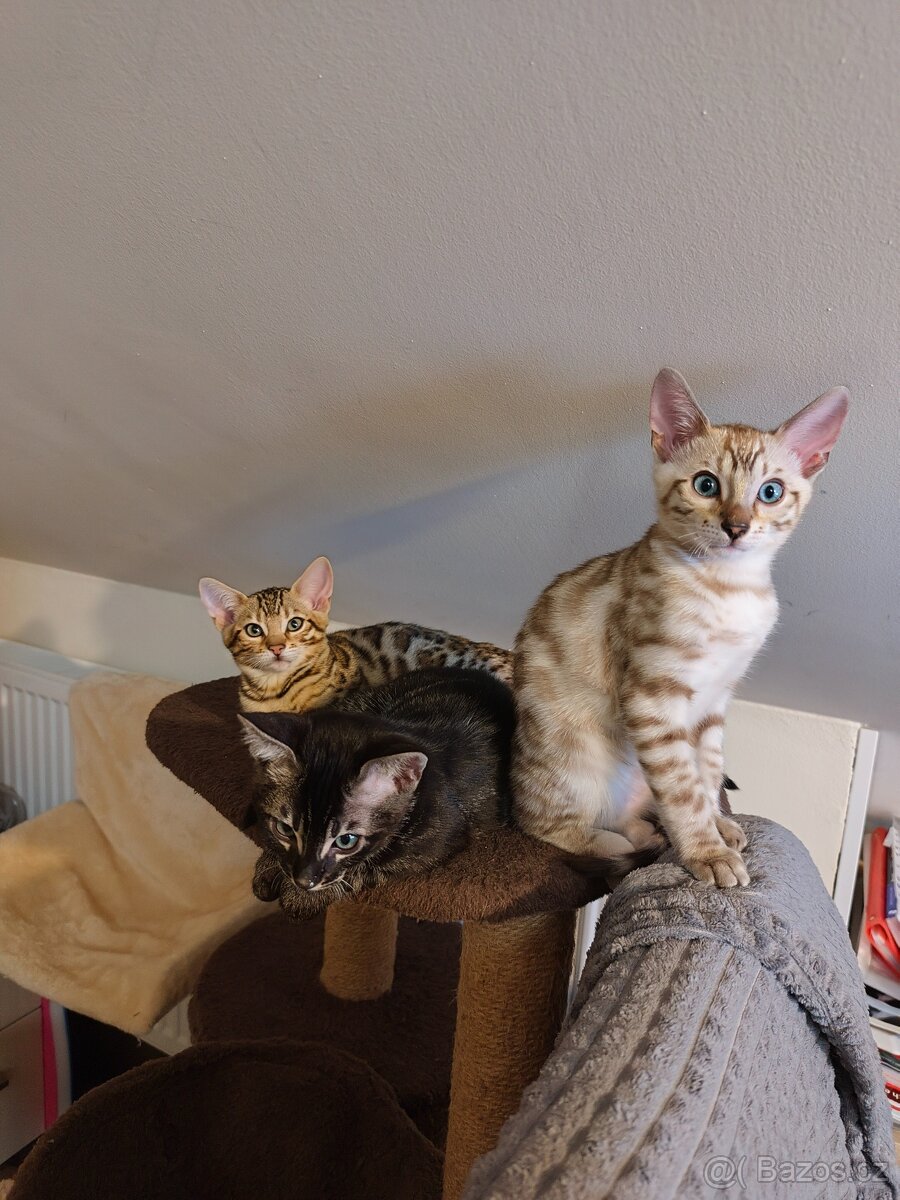 Bengálský kocourek s PP - 6