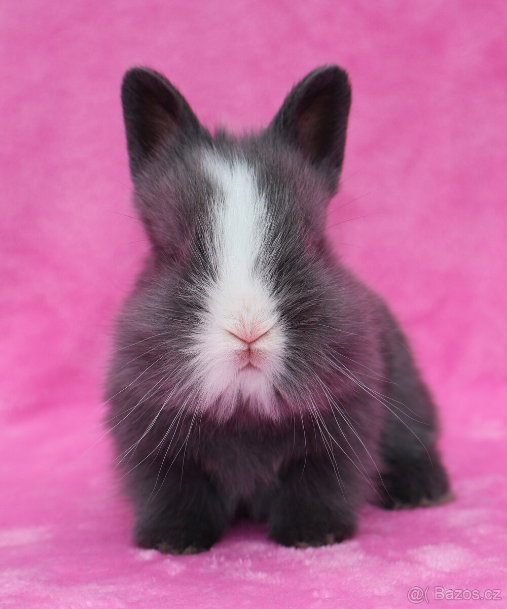 Zakrslý krátkouchý modrooký lvíček sameček - 6