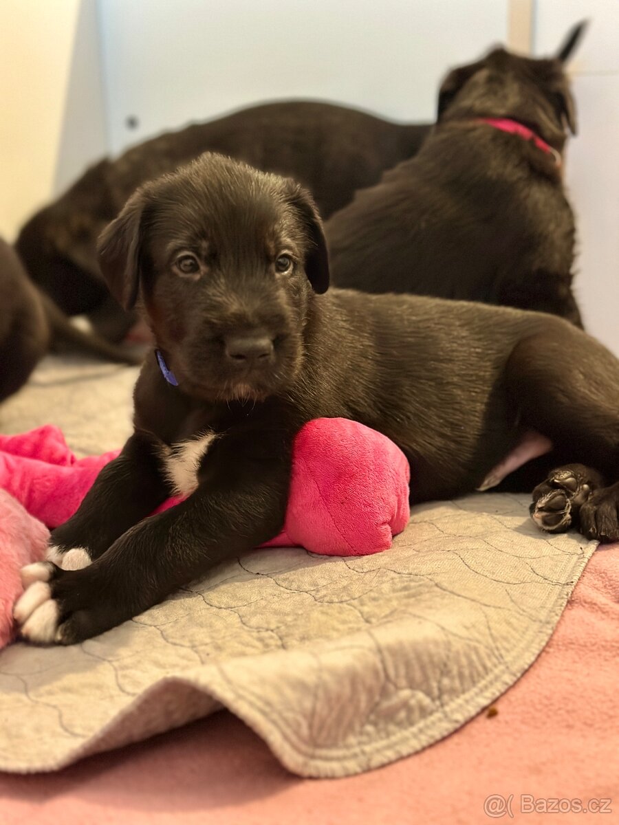 Írsky vlkodav s PP - 6