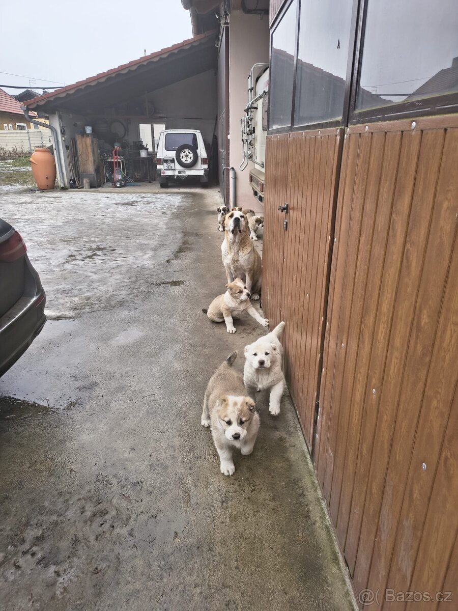 SAO/středoasijský pastevecký pes - 6