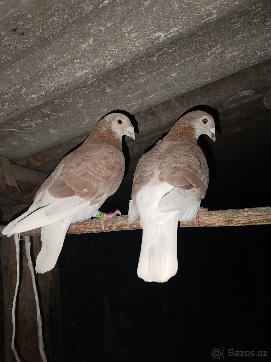 Holuby - 6