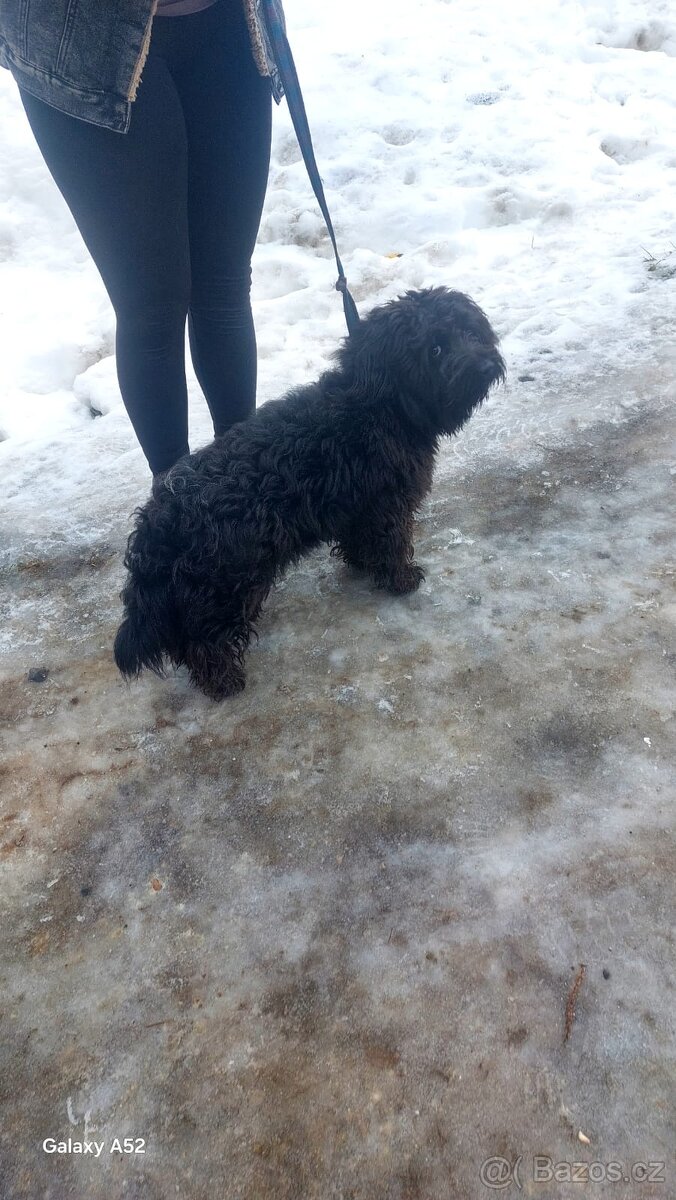 Bisonek,havansky psík,maltezak,bischon, - 6