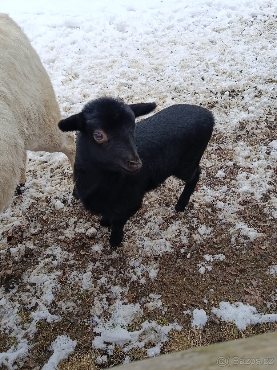 Kamerunské jehňátka a ovečky - 6