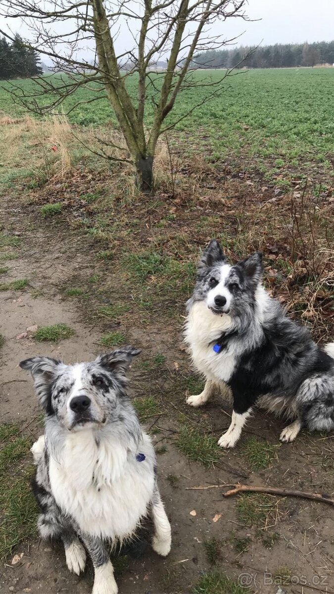 Border kolie -krytí - 6