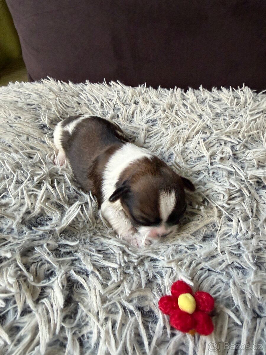 Shih tzu - 6
