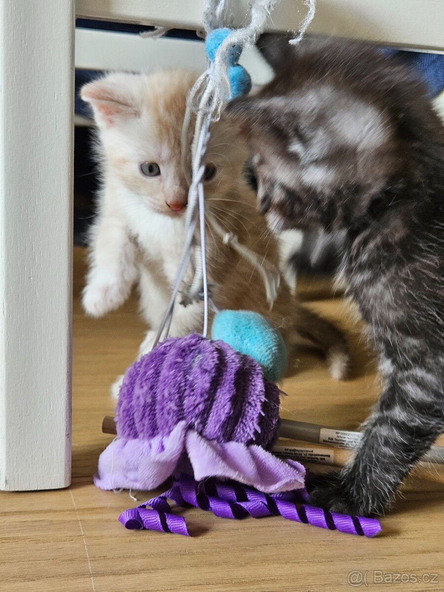 Kříženci Ragdoll - 6