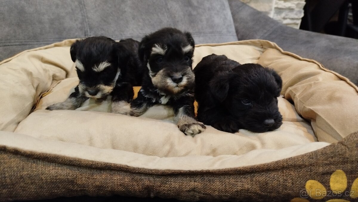 Knírač, bradáč malý - 6