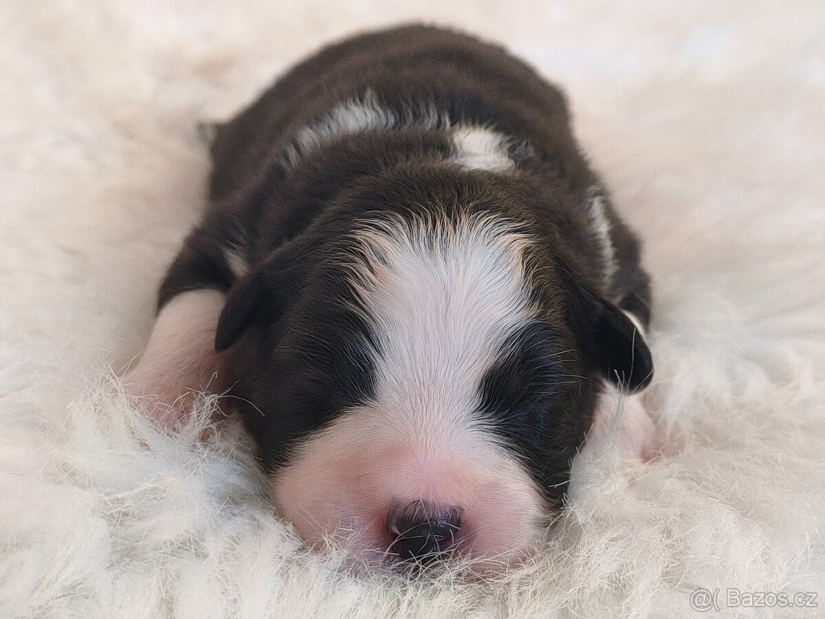 Australský ovčák s PP - štěňátka na prodej - 6