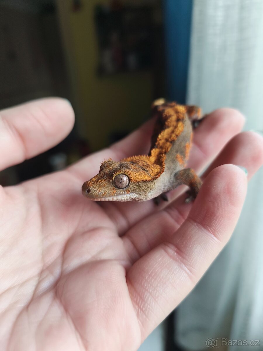 Pagekon řasnatý 0.1 - 6