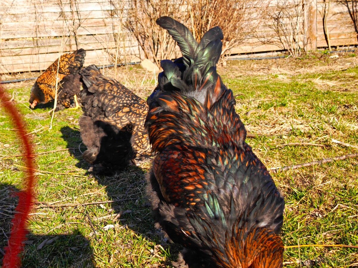 Brahmanka velká - 6