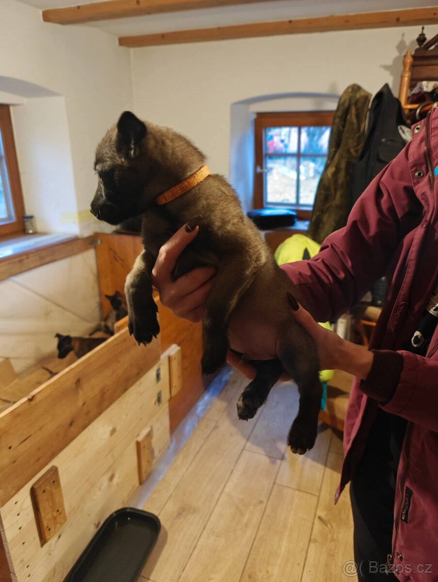 BELGICKÝ OVČÁK MALINOIS - 6